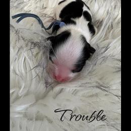 Boy 1 - male Cavalier King Charles Spaniel puppy in Mystic Islands, New Jersey from Mystic Cavaliers LLC