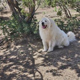Gigi - Great Pyrenees