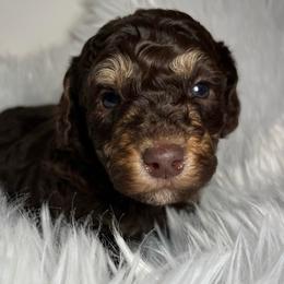 Bean - Phantom female Poodle puppy in Clarkston, Washington from Doodle & Poodle Palace
