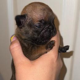 Red girl 1 - Fawn female French Bulldog puppy in Pennsylvania from R & C French Bulldogs