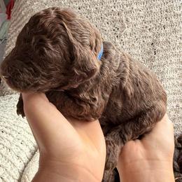 Blue - Chocolate male Labradoodle puppy in Chula Vista, California from Coastal Cocoa Labradoodle