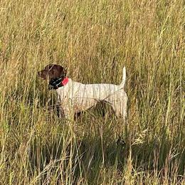 Paisley - German Shorthaired Pointer