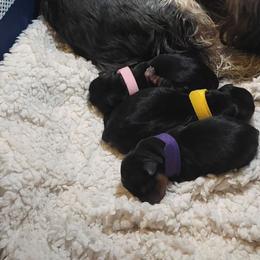 Nyla (Yellow) - Black and tan female Yorkshire Terrier puppy in North Chesterfield, Virginia from YorkieLover