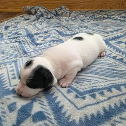 Girl 1 - Piebald female Dachshund puppy in Farmerville, Louisiana from Hancock House of Basset Hounds & Mini Dachshunds