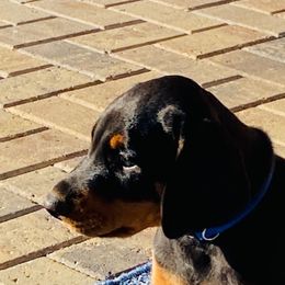 Doberman Pinscher Puppies from TeatreeDoberman