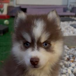 Cooper - Chocolate male Pomsky puppy in Spring Hill, Florida from PDQ Pomskies