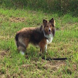 Shetland Sheepdog Puppies from Southern Charm Sheltie’s
