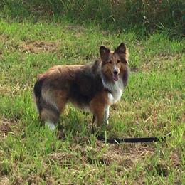 Shetland Sheepdog Puppies from Southern Charm Sheltie’s
