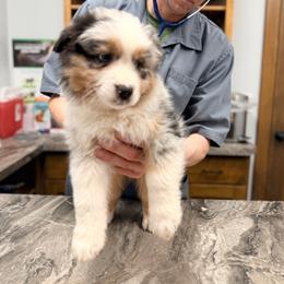 BBQ (lime collar) - Blue merle male Australian Shepherd puppy in Ashland, Ohio from SS Australian Shepherds