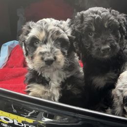 Aussiedoodles from North Alabama Doodles