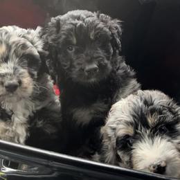 Aussiedoodles from North Alabama Doodles