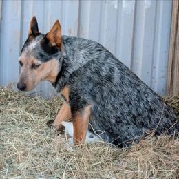 Lil Baby - Australian Cattle Dog