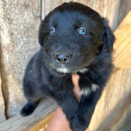 Dolly - Black female Australian Shepherd puppy in Whitwell, Tennessee from Owl Hollow Farm
