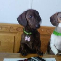 Dachshunds from Kleins Daching Doxies