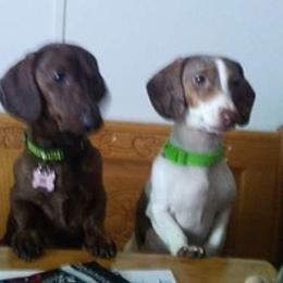 Dachshunds from Kleins Daching Doxies