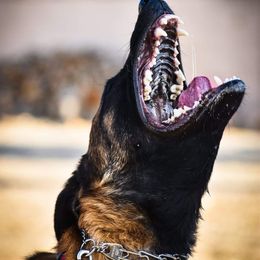 Belgian Malinois All Grown Up from Northern Sky K9