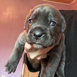 Dark Pink collar Willow - Gray female Cane Corso puppy in Scott County, Tennessee from Nuovo Inizi Kennels