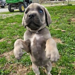 Fernando - Gray and fawn male Cane Corso puppy in Roachdale, Indiana from Cast Iron Kennels