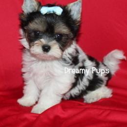 AKC Tiny Extreme Baby Doll Face Gladiator 3500 - Black tan and white male Biewer Terrier puppy in Kennesaw, Georgia from Dreamy Pups