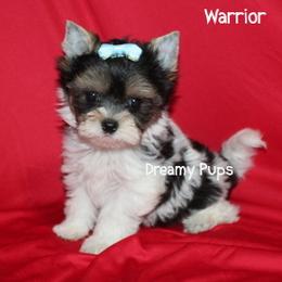 AKC Tiny Extreme Baby Doll Face Gladiator 3500 - Black tan and white male Biewer Terrier puppy in Kennesaw, Georgia from Dreamy Pups