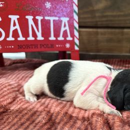 Pink - Black roan female German Shorthaired Pointer puppy in Huntington, Texas from B&B GSP’S