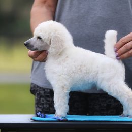 Chinese Crested and Poodle Puppies from Sommer Standards & Chinese Cresteds