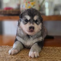 Girl 1 - female Native American Indian Dog puppy in Green Creek, North Carolina from NAID Preservation Project: Corn Moon Medicine Dogs