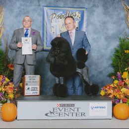 Teagan - Poodle