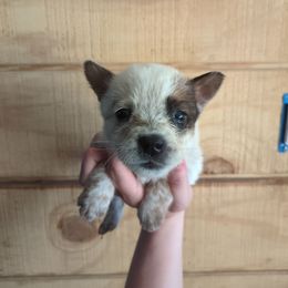 Orchard - Red mottled female Australian Cattle Dog puppy in Mena, Arkansas from Red Desert Australian Cattle Dogs