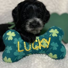 Australian Labradoodle Puppies from Happy-Go-Lucky Australian Labradoodles