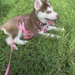 Siberian Husky Puppies from Vixen Siberians