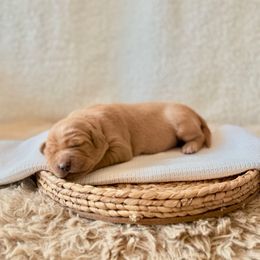 Laguna - Dark golden female Golden Retriever puppy in Fontana, California from Thegoldendreams1