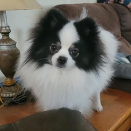 Captain - Pomeranian