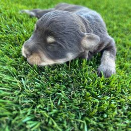 August - Liver female Miniature Schnauzer puppy in Big Point, Mississippi from Lorraine's Miniature Schnauzers