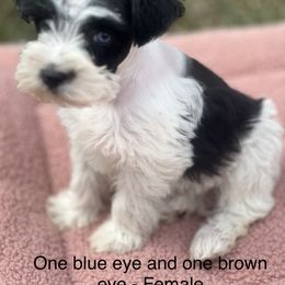 Maltese, Miniature Schnauzer, and Yorkshire Terrier Puppies from Sassy Yorkie , miniature schnauzer , Maltese Love of Alabama