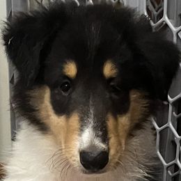 Plum - Black white and tan female Collie puppy in Carencro, Louisiana from Cajun Bayou's Collies LLC