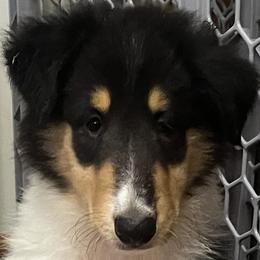 Plum - Black white and tan female Collie puppy in Carencro, Louisiana from Cajun Bayou's Collies LLC