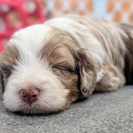 Aussiedoodle Puppies from Ridgeview Aussiedoodles