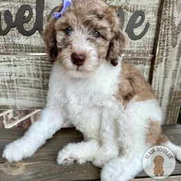 Goldendoodle Puppies from Flair Doodles