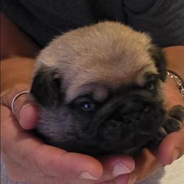 Wuggy-Green Collar - Fawn male Pug puppy in New Braunfels, Texas from Kex Pug Haus