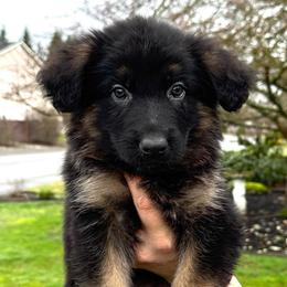 Urika - Black and red female German Shepherd puppy in Graham, Washington from Wildeflecken Shepherds