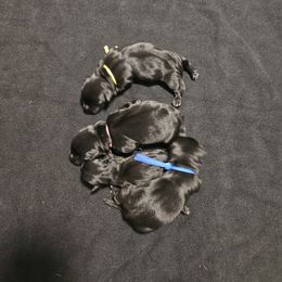 Girl 1 - Black female Scottish Terrier puppy in Seligman, Arizona from Magnum Scottish Terriers
