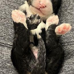 Bernedoodle Puppies from Jeanie’s Doodles