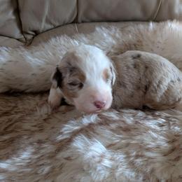 Ruby - Red merle female Aussiedoodle puppy in Apache Junction, Arizona from Loving Doodle