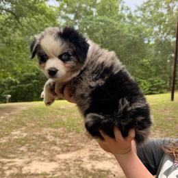 Poppy - Blue merle male Australian Shepherd puppy in Macon, Georgia from Shaina’s Shepherds