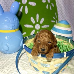 YELLOW - Red  male Goldendoodle puppy in Altadena, California from Dena Hills