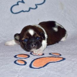 Donna - Black gold and white female Shih Tzu puppy in Stroud, Oklahoma from Laik’s Little Shihtz & Poms