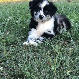 Australian Shepherd Puppies from Wagon Wheel Aussies