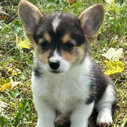 Ella - Black and tan female Pembroke Welsh Corgi puppy in Blair, Wisconsin from Sandy’s Pet Grooming and Boarding & AKC Corgis