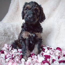 Schnoodle Puppies from Bentley's Beloved Paws